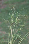 Prairie panicgrass